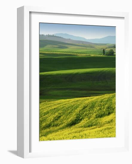 Wheat and Canola, Spokane County, Washington, USA-Charles Gurche-Framed Photographic Print