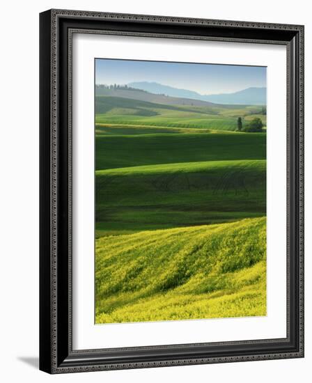 Wheat and Canola, Spokane County, Washington, USA-Charles Gurche-Framed Photographic Print