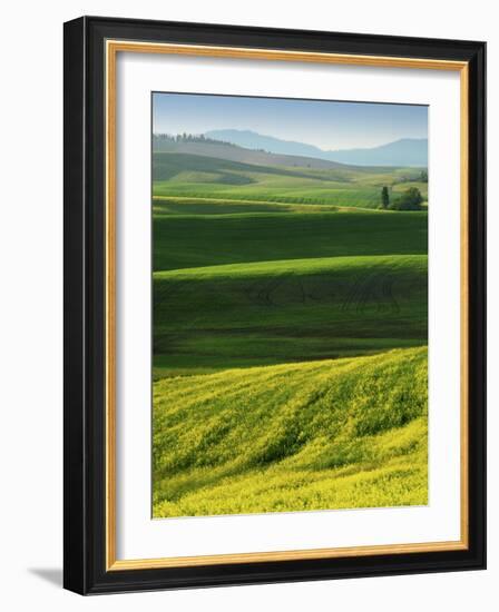 Wheat and Canola, Spokane County, Washington, USA-Charles Gurche-Framed Photographic Print