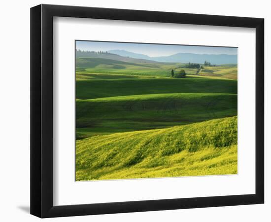 Wheat and Canola, Spokane County, Washington, USA-Charles Gurche-Framed Photographic Print