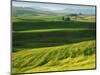 Wheat and Canola, Spokane County, Washington, USA-Charles Gurche-Mounted Photographic Print