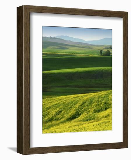 Wheat and Canola, Spokane County, Washington, USA-Charles Gurche-Framed Photographic Print