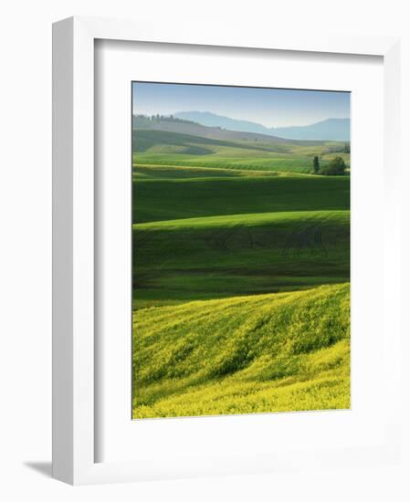 Wheat and Canola, Spokane County, Washington, USA-Charles Gurche-Framed Photographic Print