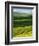 Wheat and Canola, Spokane County, Washington, USA-Charles Gurche-Framed Photographic Print