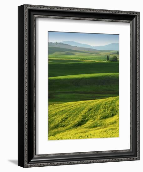 Wheat and Canola, Spokane County, Washington, USA-Charles Gurche-Framed Photographic Print