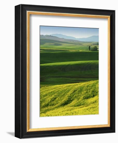 Wheat and Canola, Spokane County, Washington, USA-Charles Gurche-Framed Photographic Print