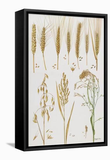 Wheat and Other Crops-Elizabeth Rice-Framed Premier Image Canvas