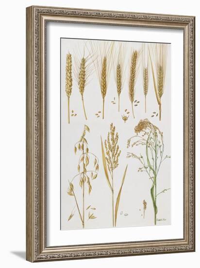 Wheat and Other Crops-Elizabeth Rice-Framed Giclee Print