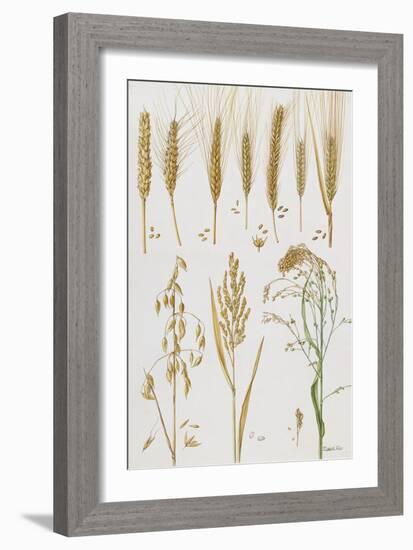 Wheat and Other Crops-Elizabeth Rice-Framed Giclee Print