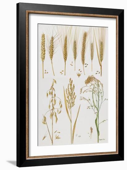 Wheat and Other Crops-Elizabeth Rice-Framed Giclee Print