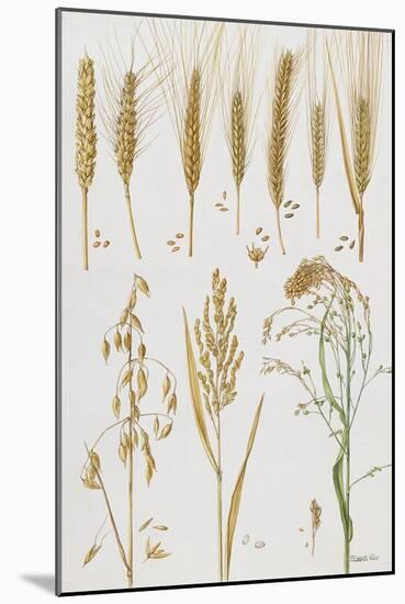 Wheat and Other Crops-Elizabeth Rice-Mounted Giclee Print