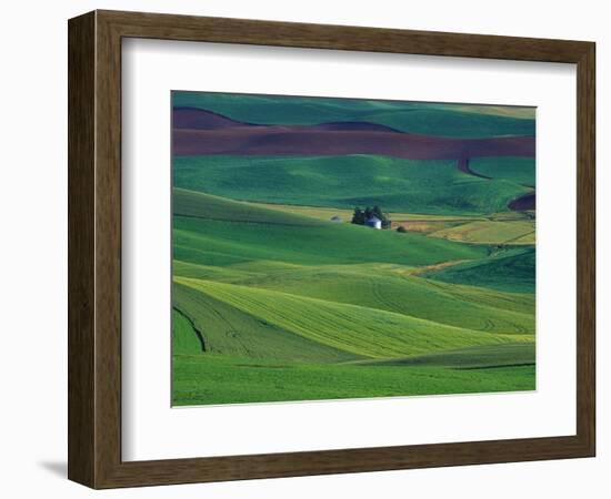 Wheat and Pea Fields Covering Rolling Hills-Darrell Gulin-Framed Photographic Print