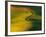 Wheat and Pea Fields-Darrell Gulin-Framed Photographic Print