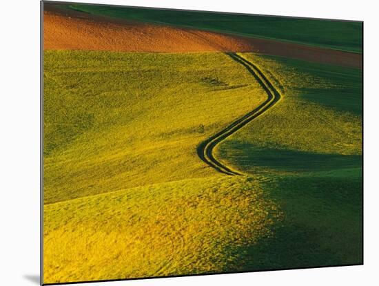 Wheat and Pea Fields-Darrell Gulin-Mounted Photographic Print