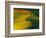 Wheat and Pea Fields-Darrell Gulin-Framed Photographic Print