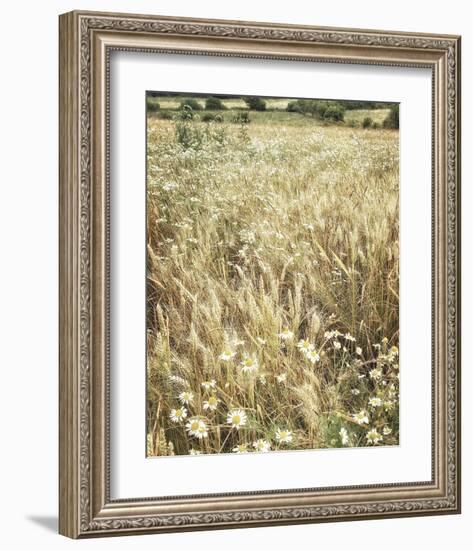 Wheat and Wild Chamomile-Dawne Polis-Framed Art Print