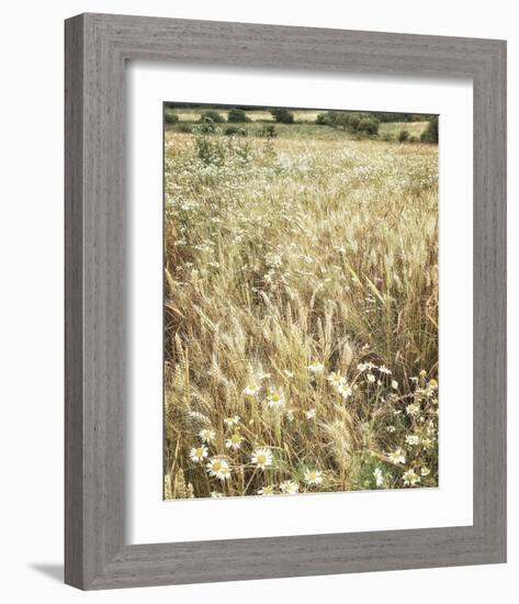 Wheat and Wild Chamomile-Dawne Polis-Framed Art Print