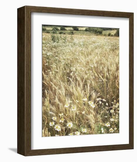 Wheat and Wild Chamomile-Dawne Polis-Framed Art Print