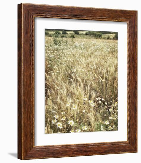 Wheat and Wild Chamomile-Dawne Polis-Framed Art Print