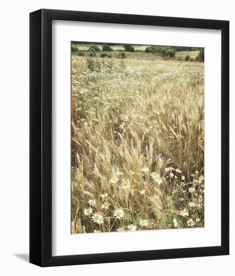 Wheat and Wild Chamomile-Dawne Polis-Framed Art Print