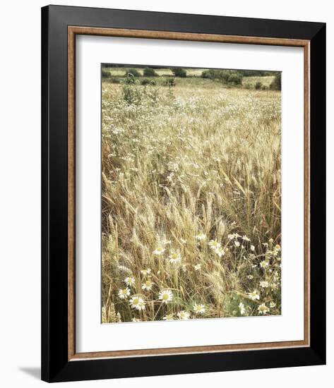 Wheat and Wild Chamomile-Dawne Polis-Framed Art Print