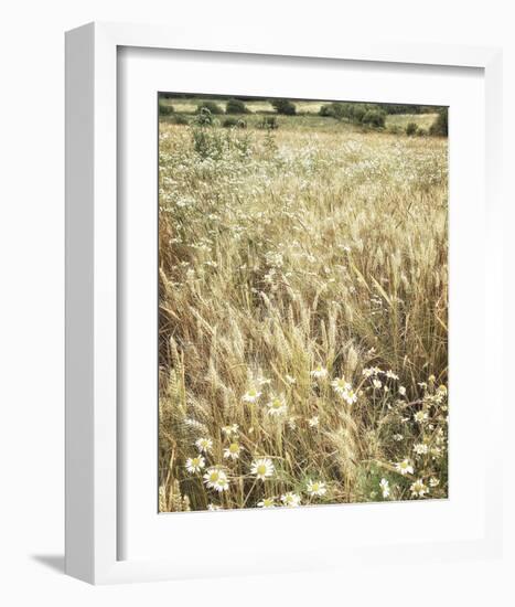 Wheat and Wild Chamomile-Dawne Polis-Framed Art Print