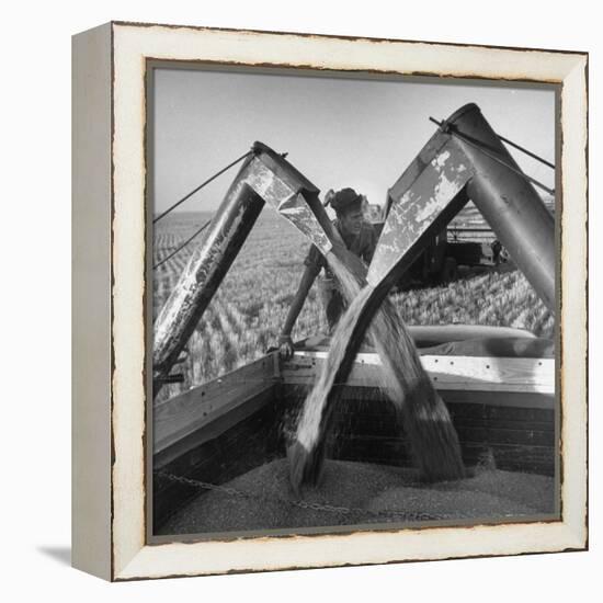 Wheat Being Collected by Combines into Truck for Transporting to Storage-Joe Scherschel-Framed Premier Image Canvas