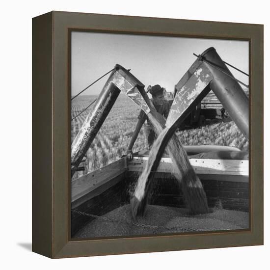 Wheat Being Collected by Combines into Truck for Transporting to Storage-Joe Scherschel-Framed Premier Image Canvas