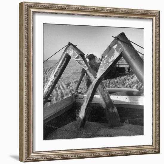 Wheat Being Collected by Combines into Truck for Transporting to Storage-Joe Scherschel-Framed Photographic Print