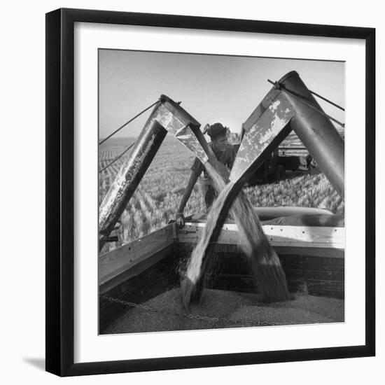 Wheat Being Collected by Combines into Truck for Transporting to Storage-Joe Scherschel-Framed Photographic Print