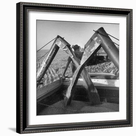 Wheat Being Collected by Combines into Truck for Transporting to Storage-Joe Scherschel-Framed Photographic Print