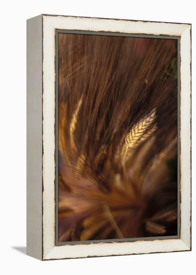 Wheat Closeup-Anna Miller-Framed Premier Image Canvas