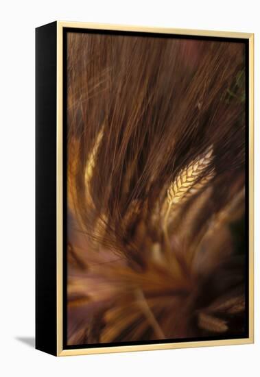 Wheat Closeup-Anna Miller-Framed Premier Image Canvas