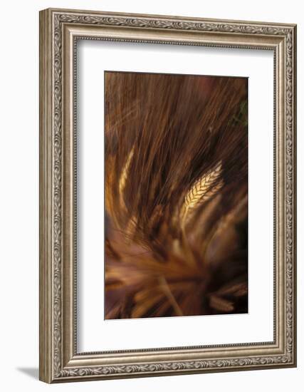 Wheat Closeup-Anna Miller-Framed Photographic Print