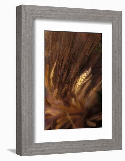 Wheat Closeup-Anna Miller-Framed Photographic Print