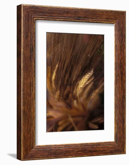 Wheat Closeup-Anna Miller-Framed Photographic Print
