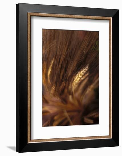 Wheat Closeup-Anna Miller-Framed Photographic Print