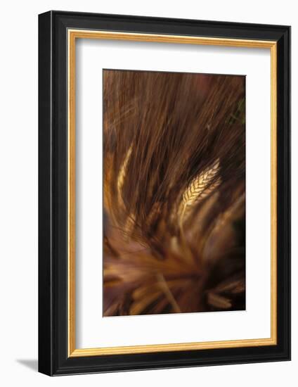 Wheat Closeup-Anna Miller-Framed Photographic Print