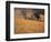 Wheat Combines at Fall Harvest, Washington, USA-William Sutton-Framed Photographic Print