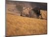 Wheat Combines at Fall Harvest, Washington, USA-William Sutton-Mounted Photographic Print