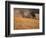 Wheat Combines at Fall Harvest, Washington, USA-William Sutton-Framed Photographic Print