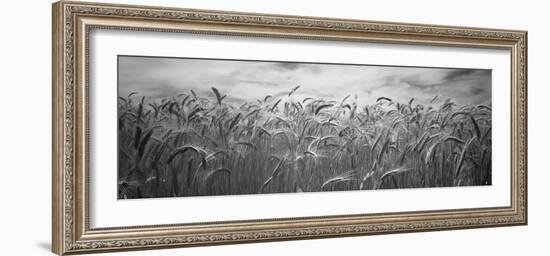 Wheat Crop Growing in a Field, Palouse Country, Washington State, USA-null-Framed Photographic Print