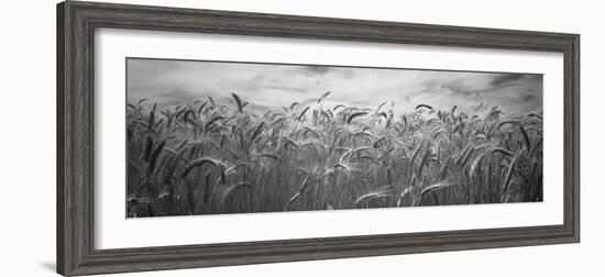 Wheat Crop Growing in a Field, Palouse Country, Washington State, USA-null-Framed Photographic Print