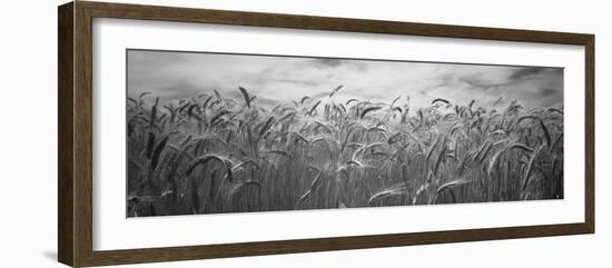 Wheat Crop Growing in a Field, Palouse Country, Washington State, USA-null-Framed Photographic Print