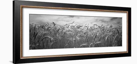Wheat Crop Growing in a Field, Palouse Country, Washington State, USA-null-Framed Photographic Print