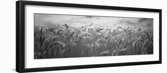 Wheat Crop Growing in a Field, Palouse Country, Washington State, USA-null-Framed Photographic Print