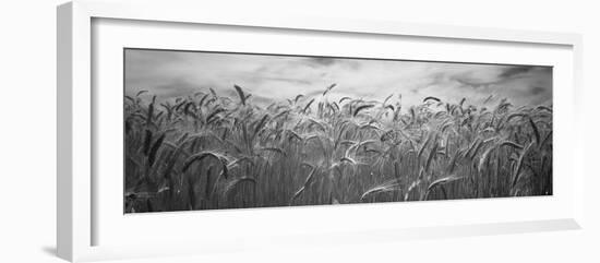 Wheat Crop Growing in a Field, Palouse Country, Washington State, USA-null-Framed Photographic Print