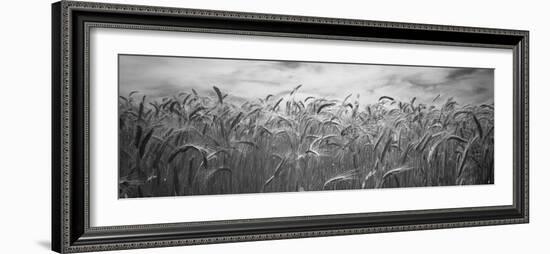 Wheat Crop Growing in a Field, Palouse Country, Washington State, USA-null-Framed Photographic Print