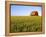 Wheat Crop Growing in Field Before Barn-Terry Eggers-Framed Premier Image Canvas