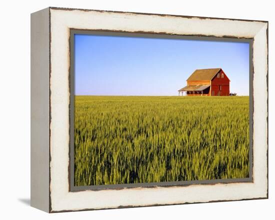 Wheat Crop Growing in Field Before Barn-Terry Eggers-Framed Premier Image Canvas